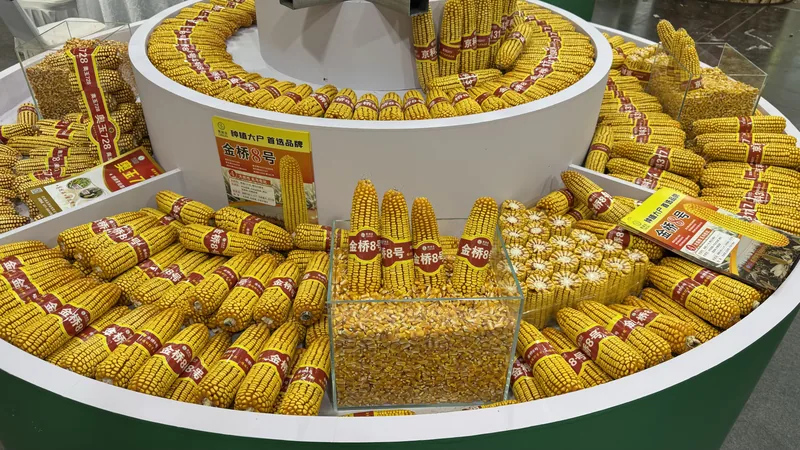一粒封顶