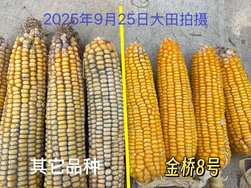 金桥8号，高抗穗腐、高抗青枯