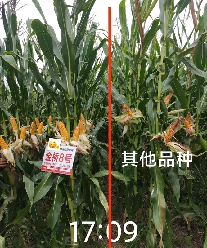 高抗穗腐、高抗青枯